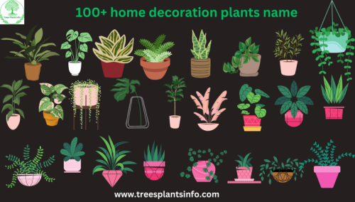 100-home-decoration-plants-name-768x436.png