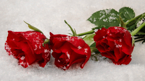 99px ru wallpaper 291137 krasnie rozi lejat na snegu by lilo