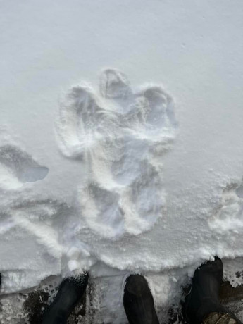 Ashtyn-snow-angel-2022.jpg