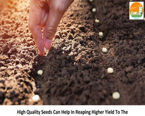 Best-Quality-Seeds-Can-Help-In-Getting-Higher-Yield-To-The-Farmer.jpg