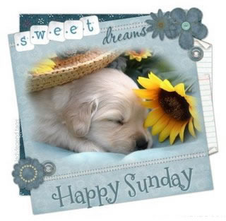 Happy-sunday-sleeping-pup.jpg