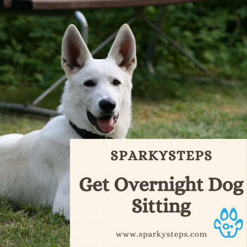 Overnight Dog Sitting SparkySteps Gifyu