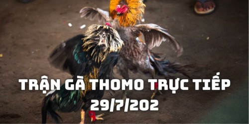 Hồ 2 trận gà Thomo trực tiếp 29/7/2024 – Căng thẳng leo thang
Ở hồ thứ hai, cả hai chiến kê bắt đầu tăng tốc độ tấn công. Katun tiếp tục tấn công dồn dập vào phần ngực và cổ của Mai. Tuy nhiên, Mai với sự nhanh nhẹn đã né tránh và phản công hiệu quả. Những cú đá của Mai vào phần chân và đầu của Katun đã gây ra không ít khó khăn cho đối thủ.

Không khí trên sàn đấu trong  trận gà Thomo trực tiếp 29/7/2024 ngày càng trở nên căng thẳng khi cả hai chiến kê liên tục tung ra những cú đá mạnh mẽ và hiểm hóc. Katun sử dụng chiến thuật tấn công dồn dập, liên tục áp sát và không cho Mai có cơ hội thở. Trong khi đó, Mai tập trung vào né tránh và phản công, tìm cách đánh vào những điểm yếu của Katun.

#dagathomo  #dagathomonetcom #gathomo #gathomotructiep