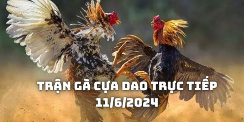 Vào hồ thi đấu thứ 2, Peso đã bất ngờ thực hiện một đòn tấn công quyết định sau 1 loạt cú liên hoàn cước từ đối thủ. Chú đã nắm bắt một cơ hội nhỏ của đối thủ và nhanh chóng hạ gục Iva bằng một củ mổ trực diện đầy hiểm hóc vào ngay giữa đỉnh đầu. Cú phản công bất ngờ này khiến cho cả khán đài phải thán phục.

Sau cú đòn tấn công quyết định đó, Iva nằm bất động trên sàn đấu và không thể tiếp tục cuộc đấu. Đây là một kết cục đầy kinh ngạc và đau lòng đối với Iva và người hâm mộ của chiến kê dòng gà Peru này.

#dagathomo  #dagathomonetcom #gathomo #gathomotructiep