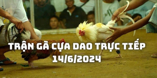 Haro không ngừng bay lên, dùng mỏ để mổ vào đấu đối phương. Isa không chịu yếu thế khi chú cũng bay lên tạo nên 1 màn giao chiến trên không. Những chiếc cựa dao va vào người đối thủ khiến cho không ít máu rơi xuống sàn đấu.Cuối cùng, bằng 1 cú quệt điệu nghệ trúng vào yếu hầu đối phương, Isa đã hạ gục được đối thủ và đi tiếp vào vòng trong.
#dagathomo  #dagathomonetcom #gathomo #gathomotructiep