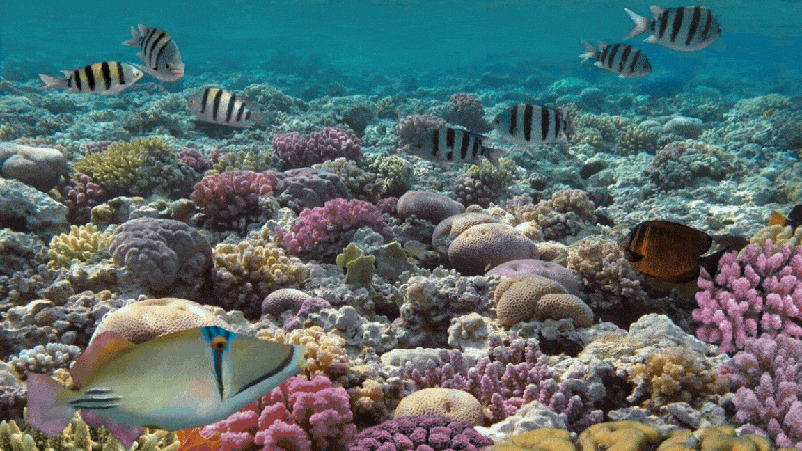 2nd World’s Greatest Reef Mesoamerican Barrier Reef 