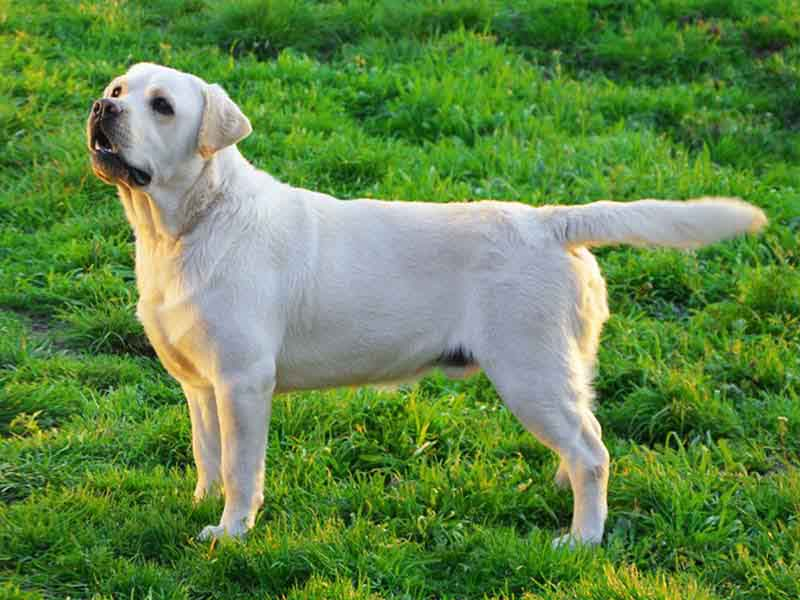 labrador retriever dog price in india