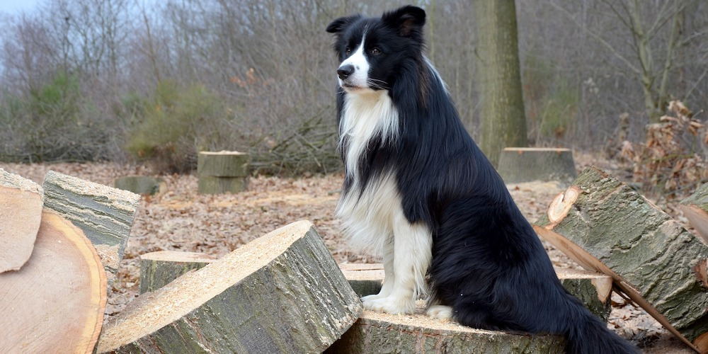 border collie police dog