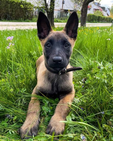 belgian malinois puppy price in bangalore