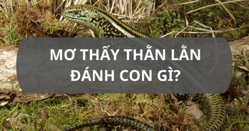 Mơ thấy tắc kè đánh con gì
Mơ thấy tắc kè số mấy là may mắn? Nếu bạn mơ thấy hai con tắc kè vào nhà, hãy chơi con số 28 hoặc 82.
Nếu một ngày bạn mơ thấy tắc kè, có thể bạn sẽ cảm thấy bối rối vì không biết ý nghĩa của việc đó là gì, có phải là điềm báo tốt hay xấu không. Hãy cùng khám phá ý nghĩa của giấc mơ tắc kè và con số tương ứng trong bài viết này nhé!
Mơ thấy tắc kè số mấy là may mắn? Nếu bạn mơ thấy hai con tắc kè vào nhà, hãy chơi con số 28 hoặc 82. 

Mơ thấy tắc kè đánh số gì? Nếu trong giấc mơ xuất hiện ba con tắc kè vào nhà, hãy chơi con số 33 hoặc 9.

 Mơ thấy tắc kè đánh số mấy? Nếu tắc kè hoa vào nhà trong giấc mơ, hãy chơi con số 88 hoặc 98. 

Mơ thấy tắc kè đánh số mấy? Nếu bạn ngủ mơ thấy tắc kè kêu 3 tiếng, hãy chơi con số 44 hoặc 99. 

Mơ thấy tắc kè đánh số gì? Nếu tắc kè cắn bạn trong giấc mơ, hãy chơi con số 34. 

Mơ thấy tắc kè đánh con gì? Nếu bạn mơ thấy bắt được tắc kè, hãy chơi con số 54 hoặc 14. 

Mơ thấy tắc kè đánh con gì? Nếu tắc kè vào nhà trong giấc mơ, hãy chơi con số 52 hoặc 92. Mơ thấy tắc kè đánh số mấy? Nếu bạn mơ thấy tắc kè nhảy lên người, hãy chơi con số 32 hoặc 27.

Mơ thấy tắc kè số mấy? Nếu chiêm bao thấy tắc kè hoa, hãy chơi con số 33 hoặc 05. 
Xem  thêm tại: https://kqxsmt.net/tin-tuc/mo-thay-tac-ke-danh-con-gi.html