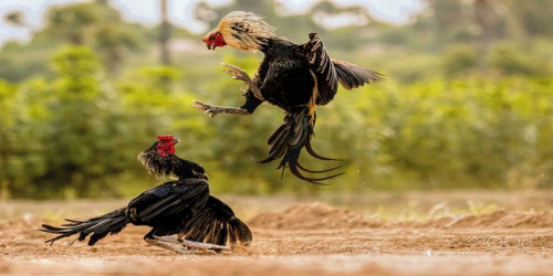 Gà chọi Katun
Katun có những màn trình diễn ấn tượng, mãn nhãn trong nhiều trận đấu của tháng 6. Chính vì thể lực tốt, khả năng thi đấu bất bại nên chú đã có mặt tại trận bàn kết và cũng là chung kết tháng này. Khi phải đối đầu với Sun, giới chuyên môn đánh giá Katun có cơ hội giành chiến thắng nếu biết tận dụng lợi thế.

#dagathomo  #dagathomonetcom #gathomo #gathomotructiep