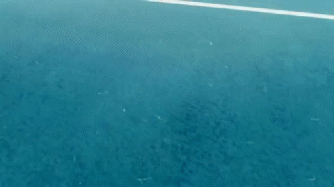 allin.gif