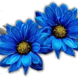 azzurr