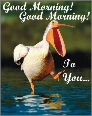 good-morning-pelican.jpg