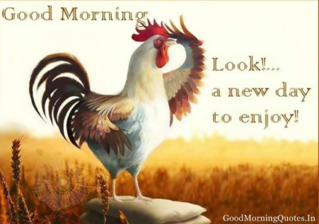 good-morning-rooster.jpg