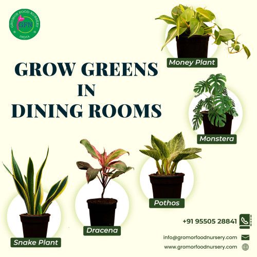 Do you want to start gardening?All kinds of flowering , nonflowering ,indoor plants ,ornamentalplants are available at gromor We can order plants online from gromor.It the best online plant nursery in Hyderabad.Buy plants online Hyderabad at affordable prices.

https://gromorfoodnursery.com/contact-us/
#orderplantsonline
#onlineplantnurseryhyderabad
#buyplantsonlinehyderabad