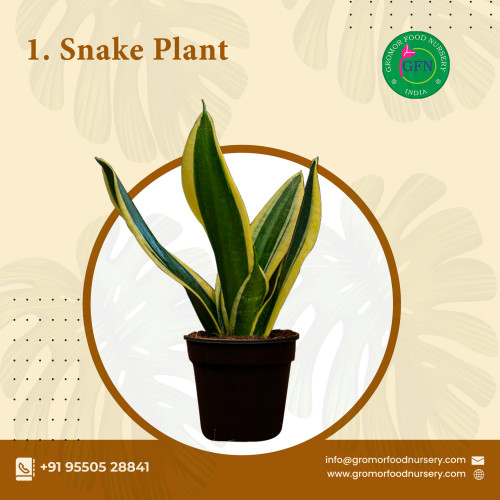 Buy Plants online from our very own best plant nursery in Hyderabad.Gromorfoodnursery is the one stop solution for all kinds of indoor,outdoor,succulents,hanging plants and medical plants.To know more about plants kindly visit our website gromorfoodnursery.com
https://gromorfoodnursery.com/
#onlinegardenplants
#plantsforsaleonline