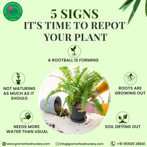 Buy Plants online from our very own best plant nursery in Hyderabad.Gromorfoodnursery is the one stop solution for all kinds of indoor,outdoor,succulents,hanging plants and medical plants.To know more about plants kindly visit our website gromorfoodnursery.com https://gromorfoodnursery.com/