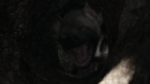 hyena_bite.gif
