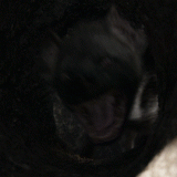 hyena_bite