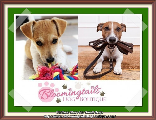 Choose from large collections of small dog clothes like shirts, hoodie, hat, dog diaper and coats at best prices at Bloomingtails Dog Boutique. Shop our great selection of clothes for small dogs with fast shipping and great prices at our online store. Learn more at:https://www.bloomingtailsdogboutique.com/